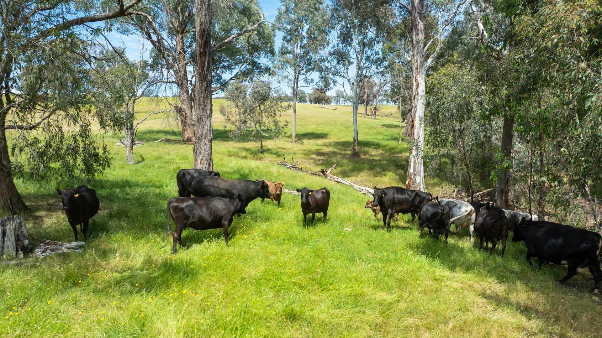 Additional image 11 of 417 Black Flats Road, Mudgegonga VIC 3737