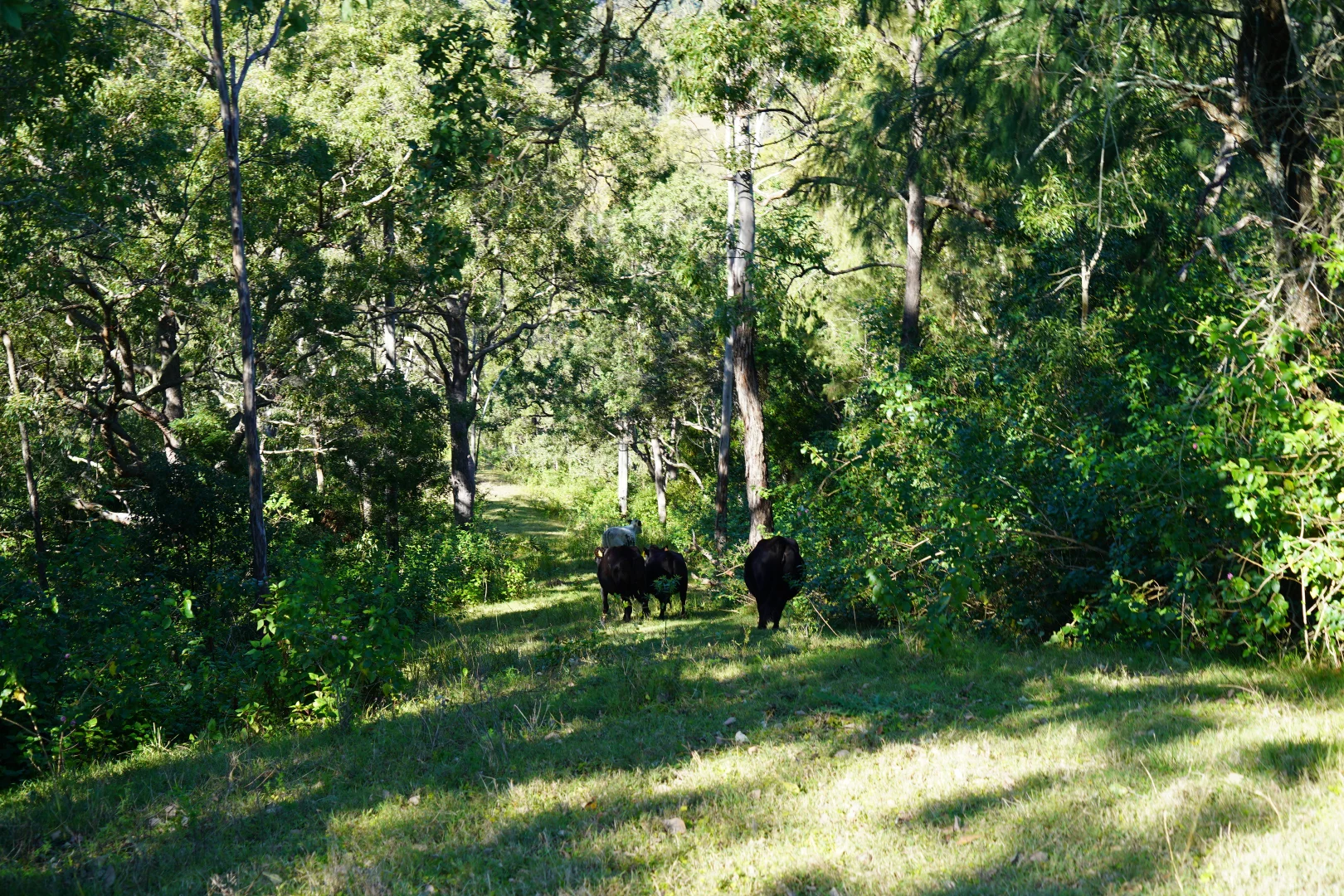 Additional image 25 of 2425 Pine Creek Road, Kyogle NSW 2474
