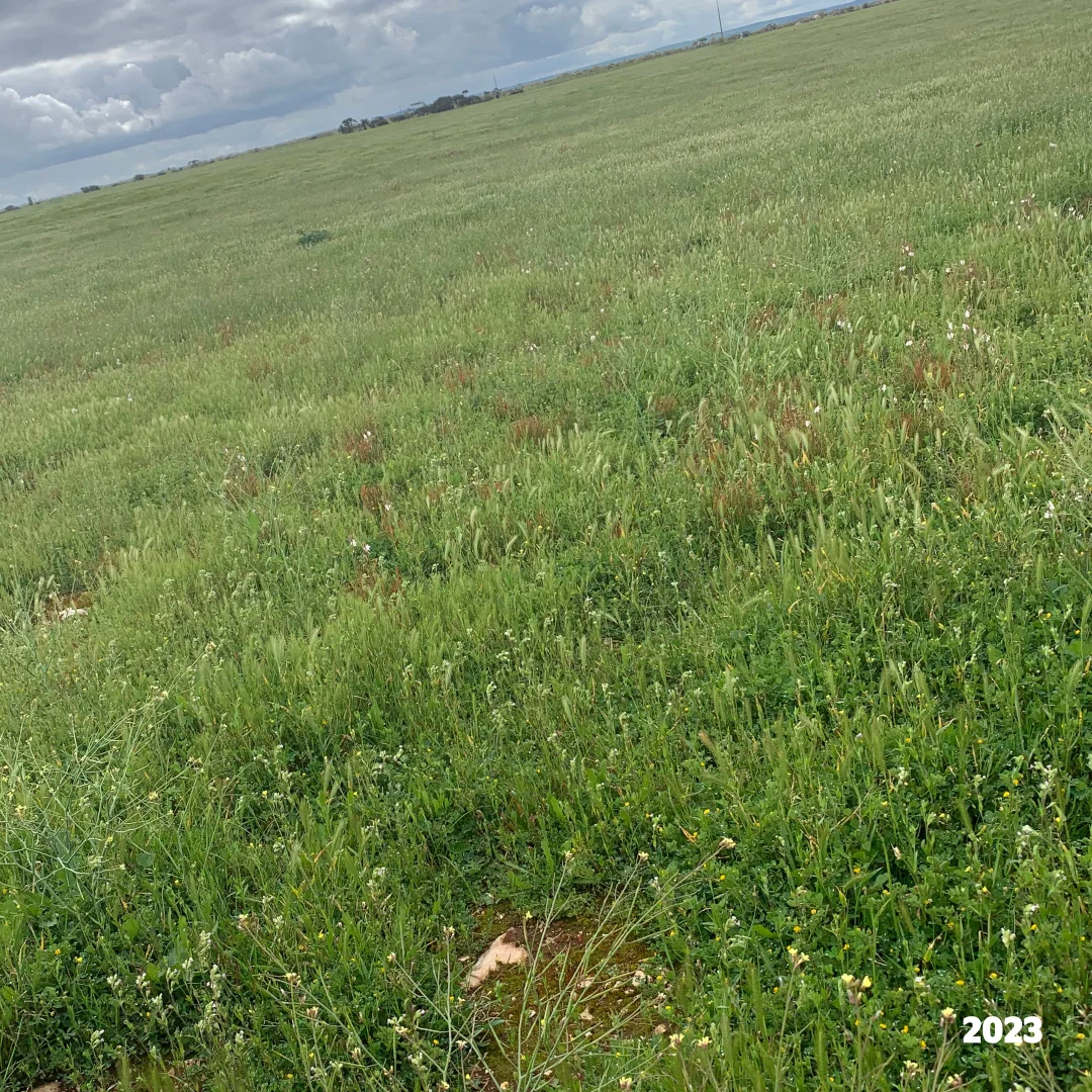 Additional image 31 of 2293 & 2640 Mallee Highway, Sherlock SA 5301