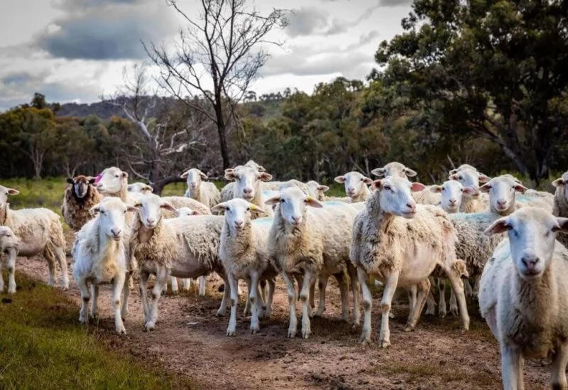 Additional image 28 of 594 Pyramul Road, Windeyer NSW 2850