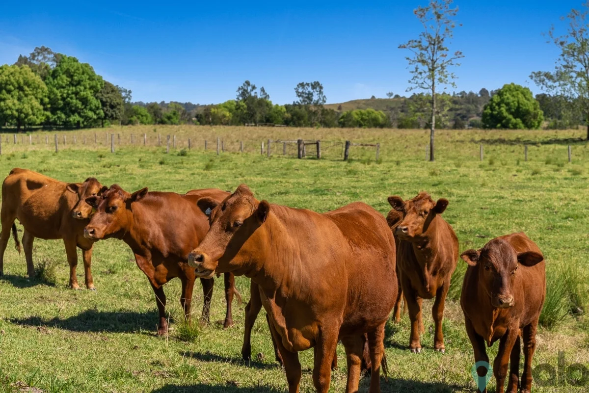 Additional image 30 of 20 Charlton Avenue, South Lismore NSW 2480
