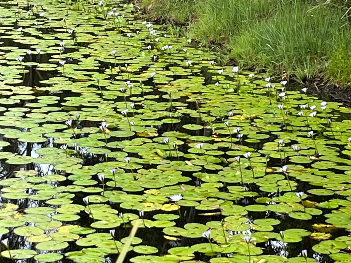 Additional image 7 of 38 Maslin Close, Red Head NSW 2430