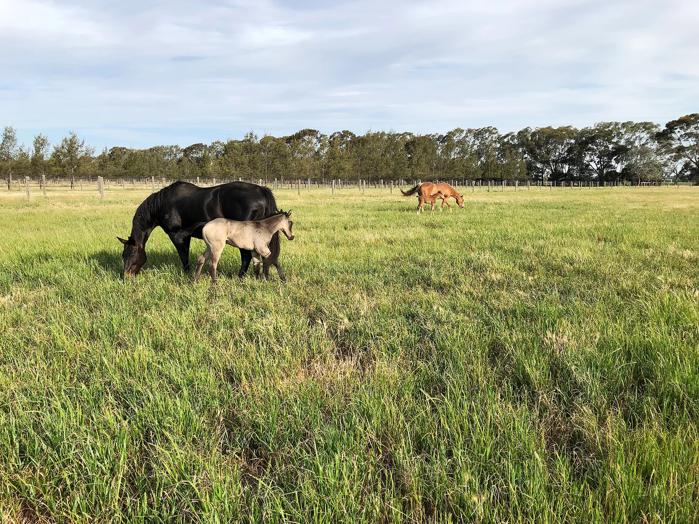Additional image 27 of 2005 Henderson Road, Girgarre VIC 3624