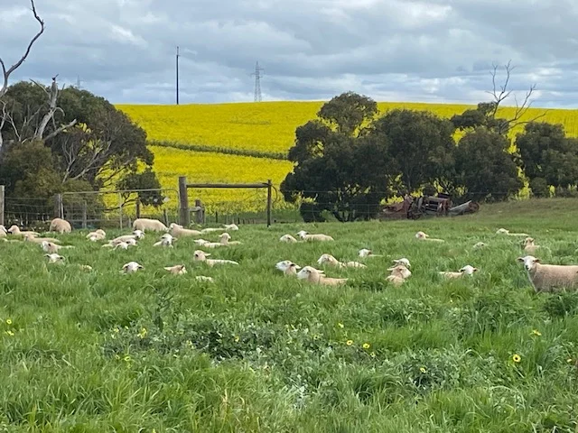 Additional image 17 of Lot 5 McAvaney Lane, Whites Flat SA 5607