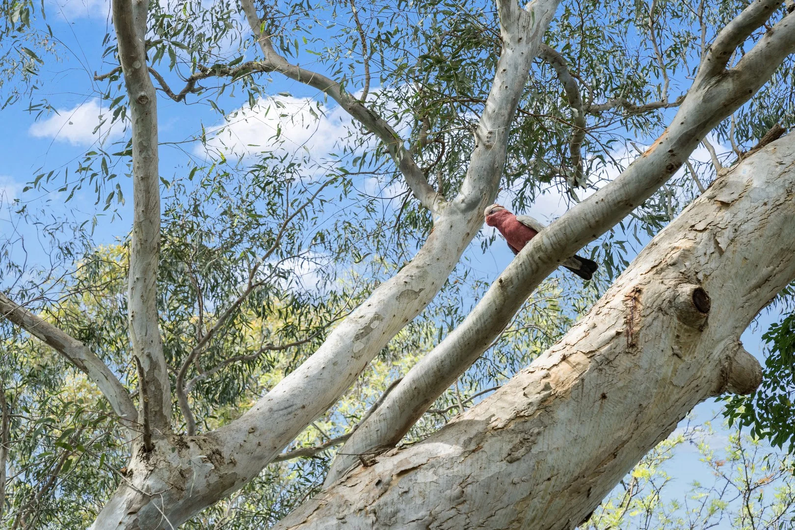 Additional image 4 of 60 Gordon Street, Milton NSW 2538