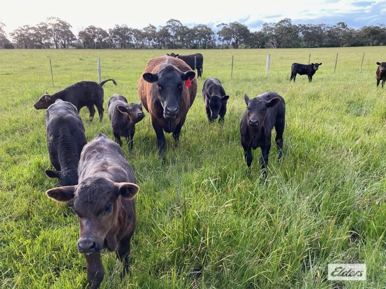 Additional image 2 of Monument Road, Romsey VIC 3434