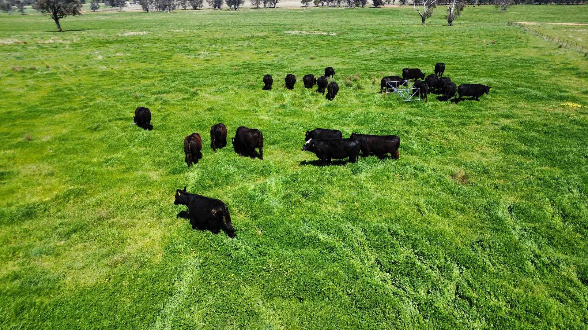 Additional image 31 of Young NSW 2594