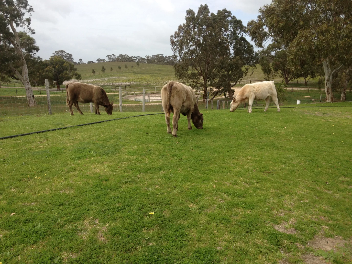 Additional image 12 of 2773 Naracoorte Road, Bordertown SA 5268