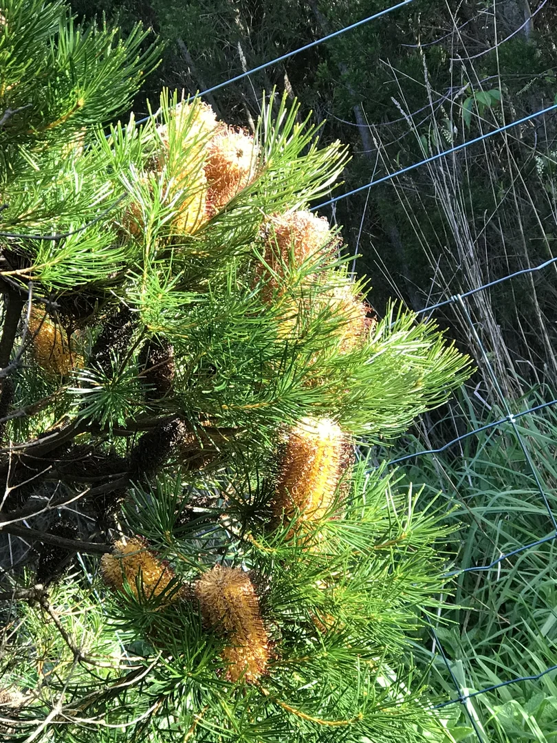 Additional image 17 of 90 Bischoffs Road, Pegarah TAS 7256