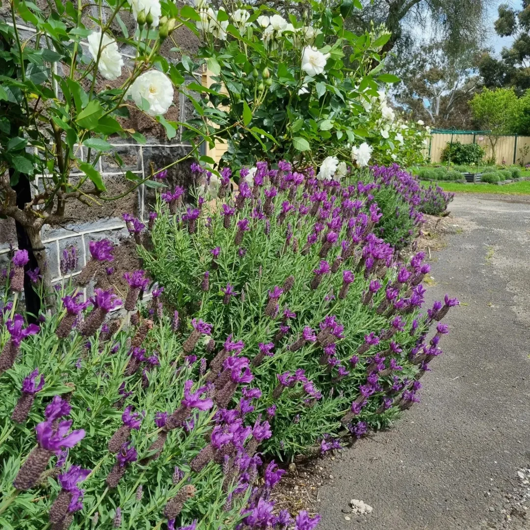 Additional image 8 of 31 Montgomery Street, Skipton VIC 3361