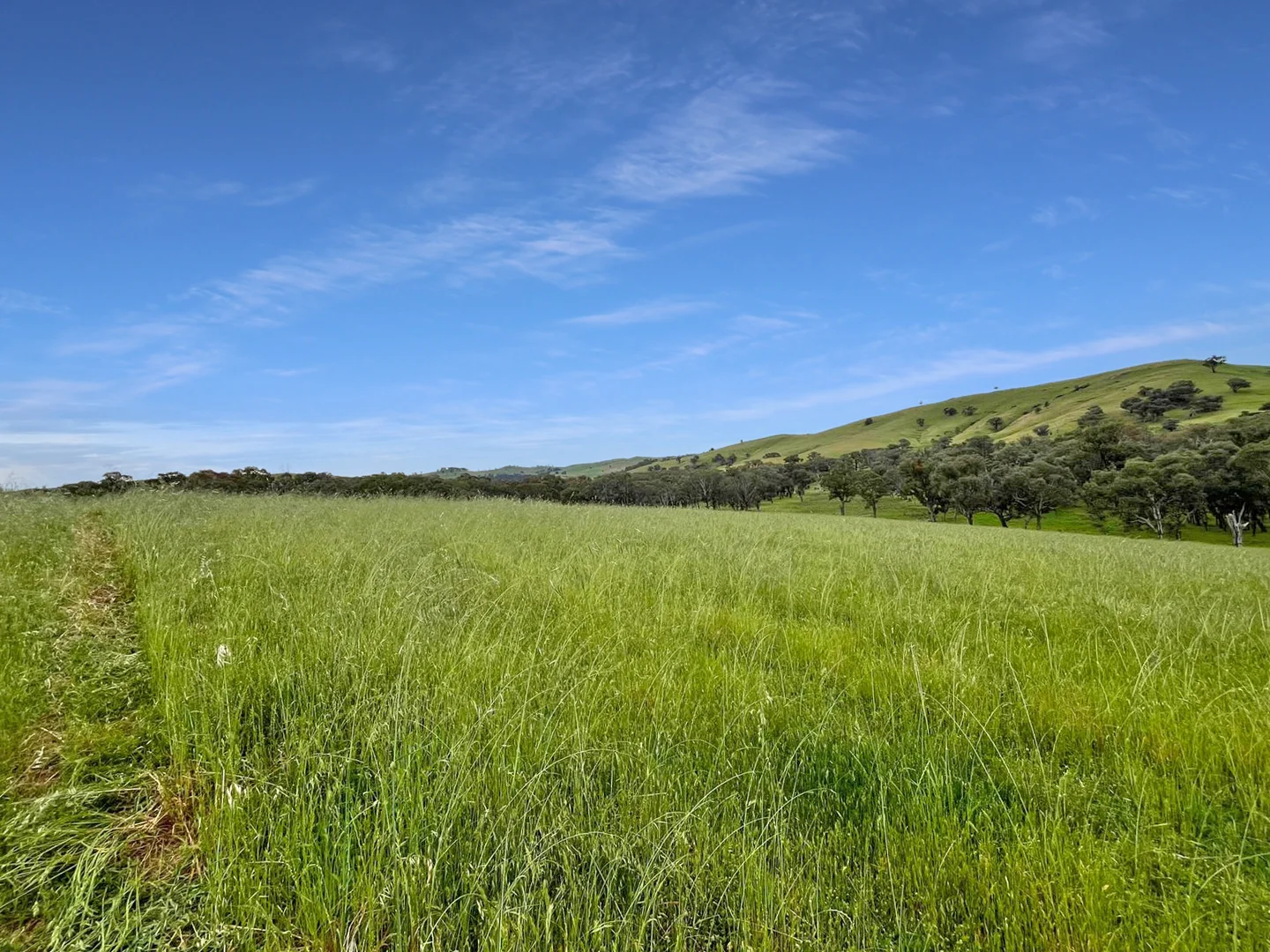 Additional image 42 of 'horse Gully' Old Waugoola Road, Woodstock NSW 2793