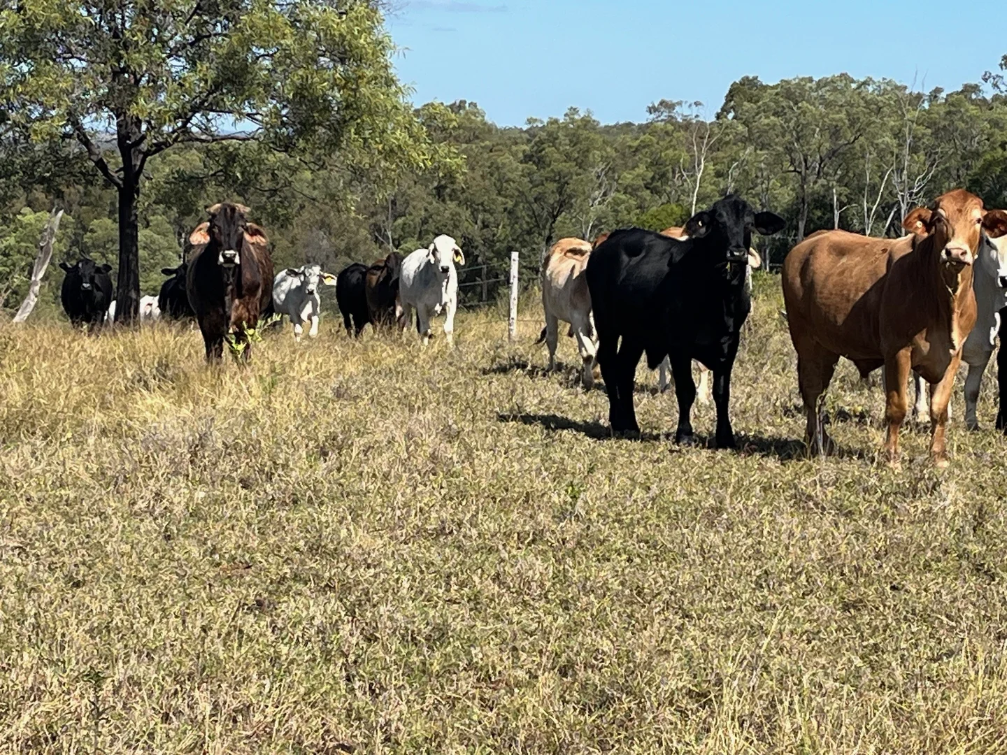 Additional image 10 of Kokotungo QLD 4702