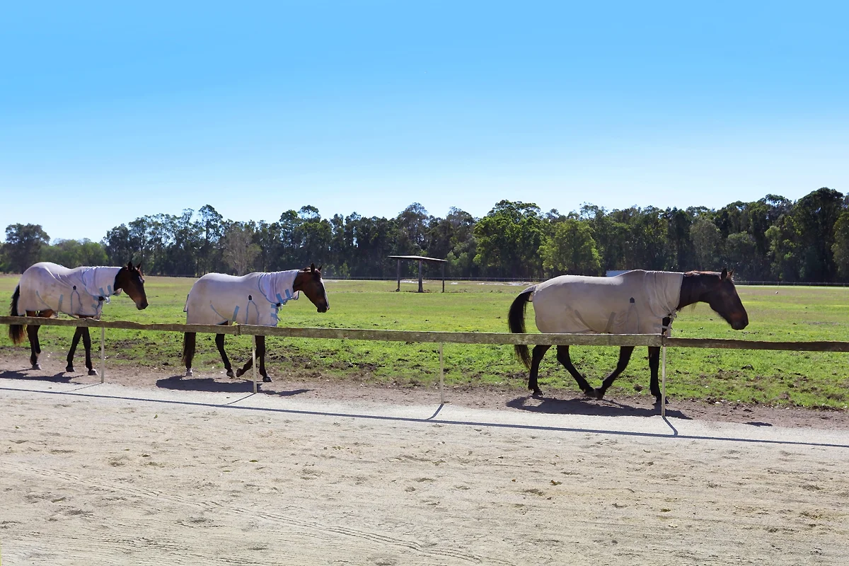 Additional image 26 of 1717 Stapylton Jacobs Well Road, Jacobs Well QLD 4208