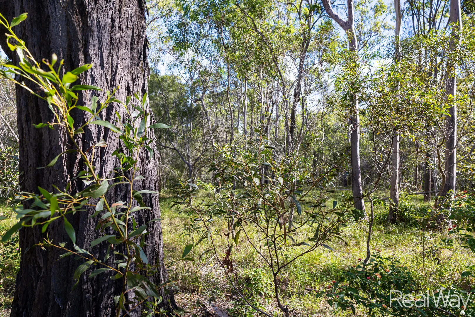 Additional image 6 of 2 Jacksons Road, South Isis QLD 4660