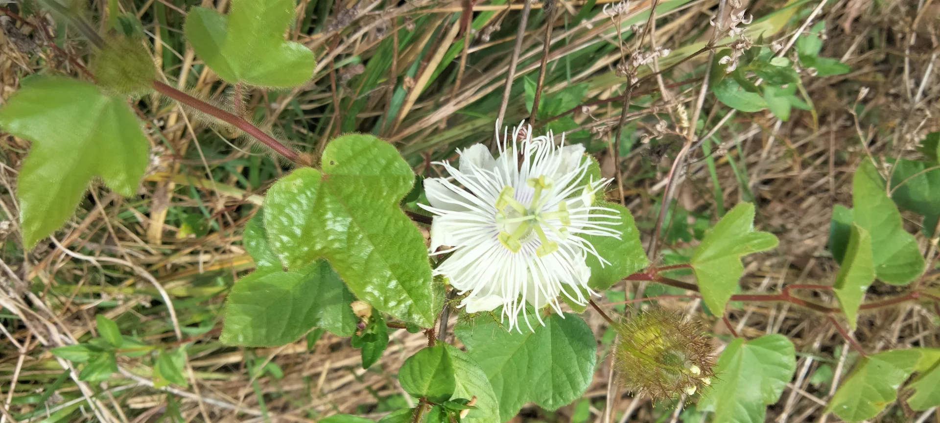 Additional image 37 of 3359 Lowmead Road, Lowmead QLD 4676