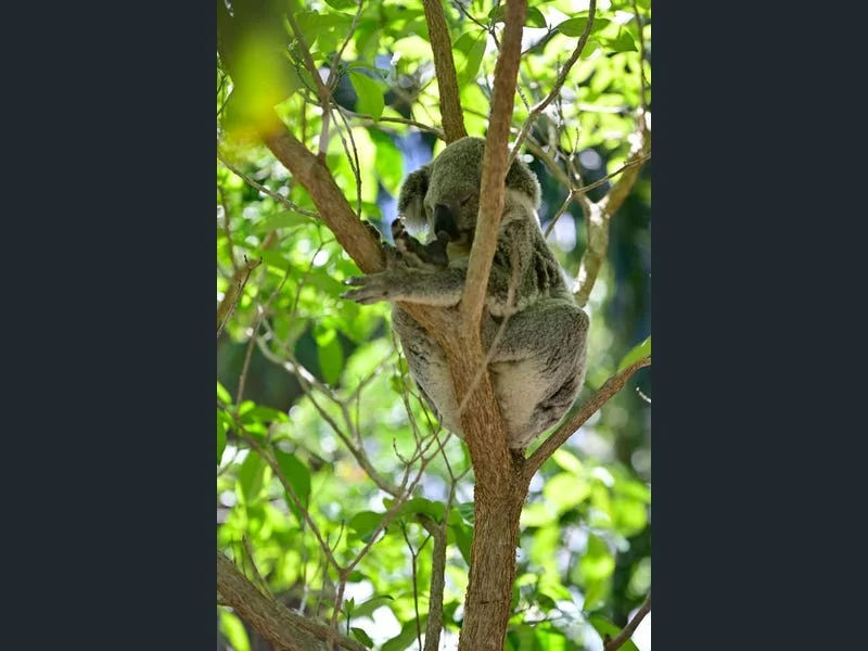 Additional image 23 of 162/61-79 Mandalay Avenue, Nelly Bay QLD 4819