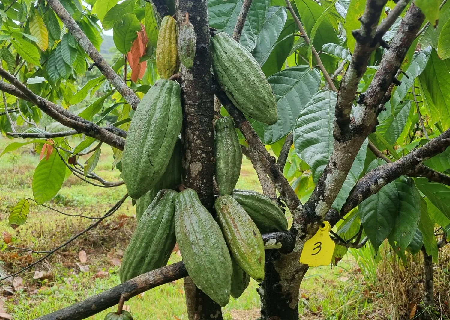 Additional image 10 of 1060 Pine Creek Yarrabah Road, East Trinity QLD 4871