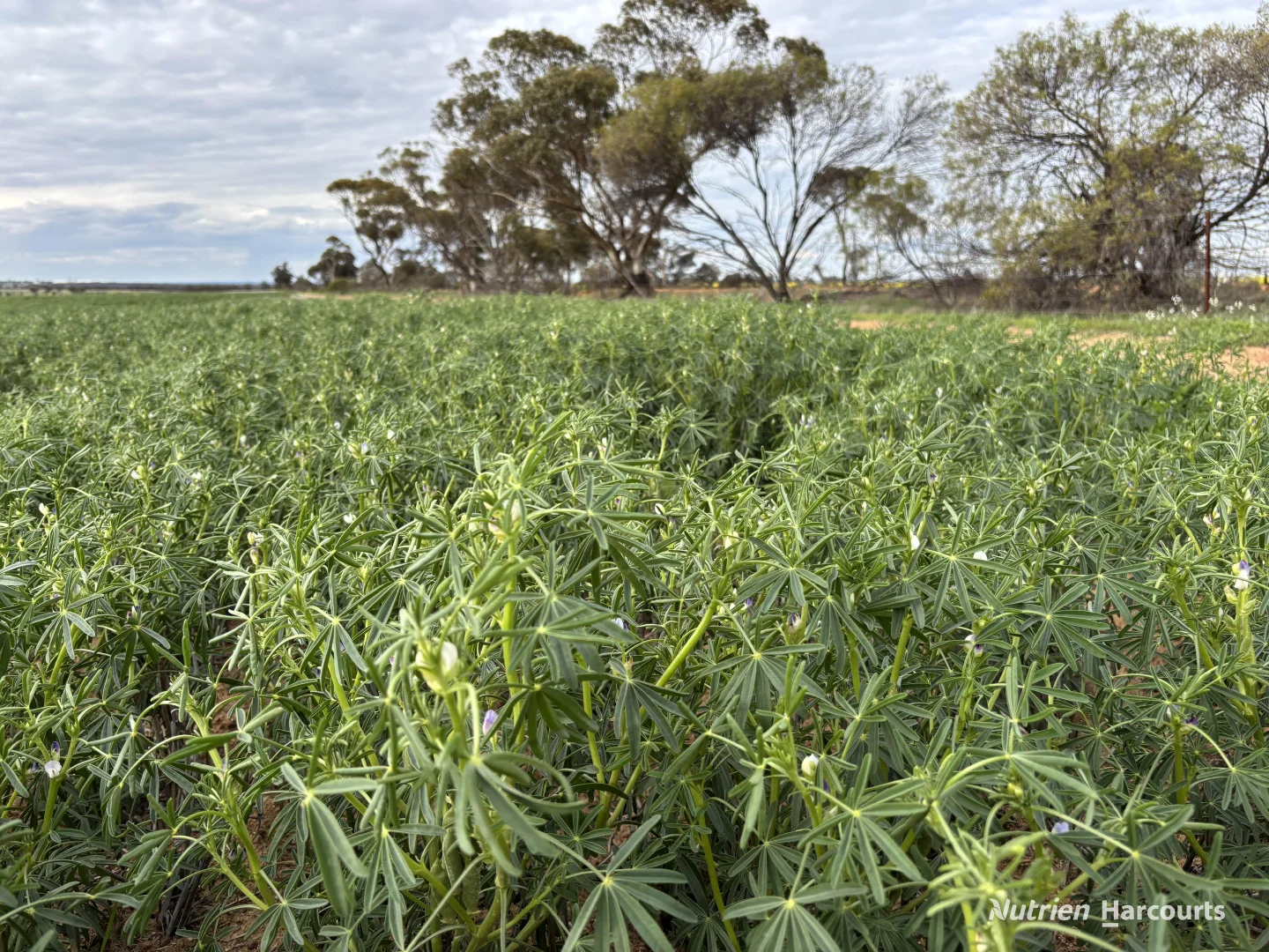 Additional image 2 of . 'Yetelling', Bencubbin WA 6477