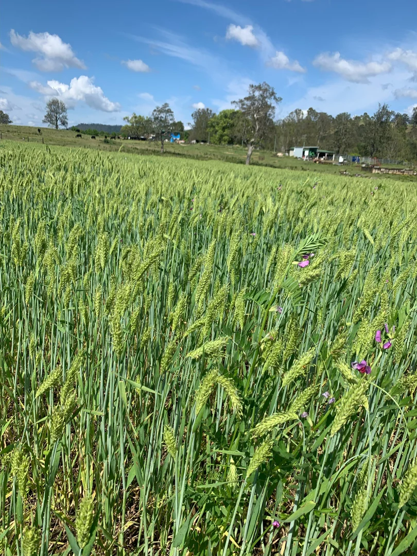 Additional image 14 of 1050 Afterlee Rd, Eden Creek NSW 2474