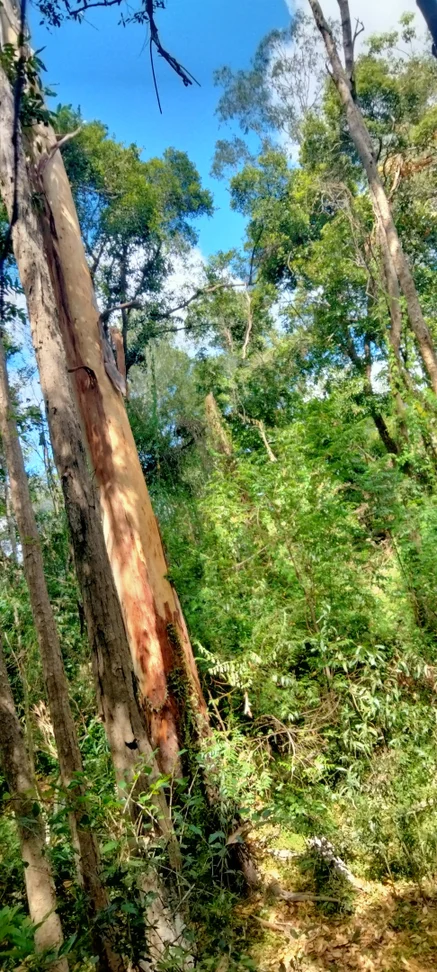 Additional image 26 of 3359 Lowmead Road, Lowmead QLD 4676