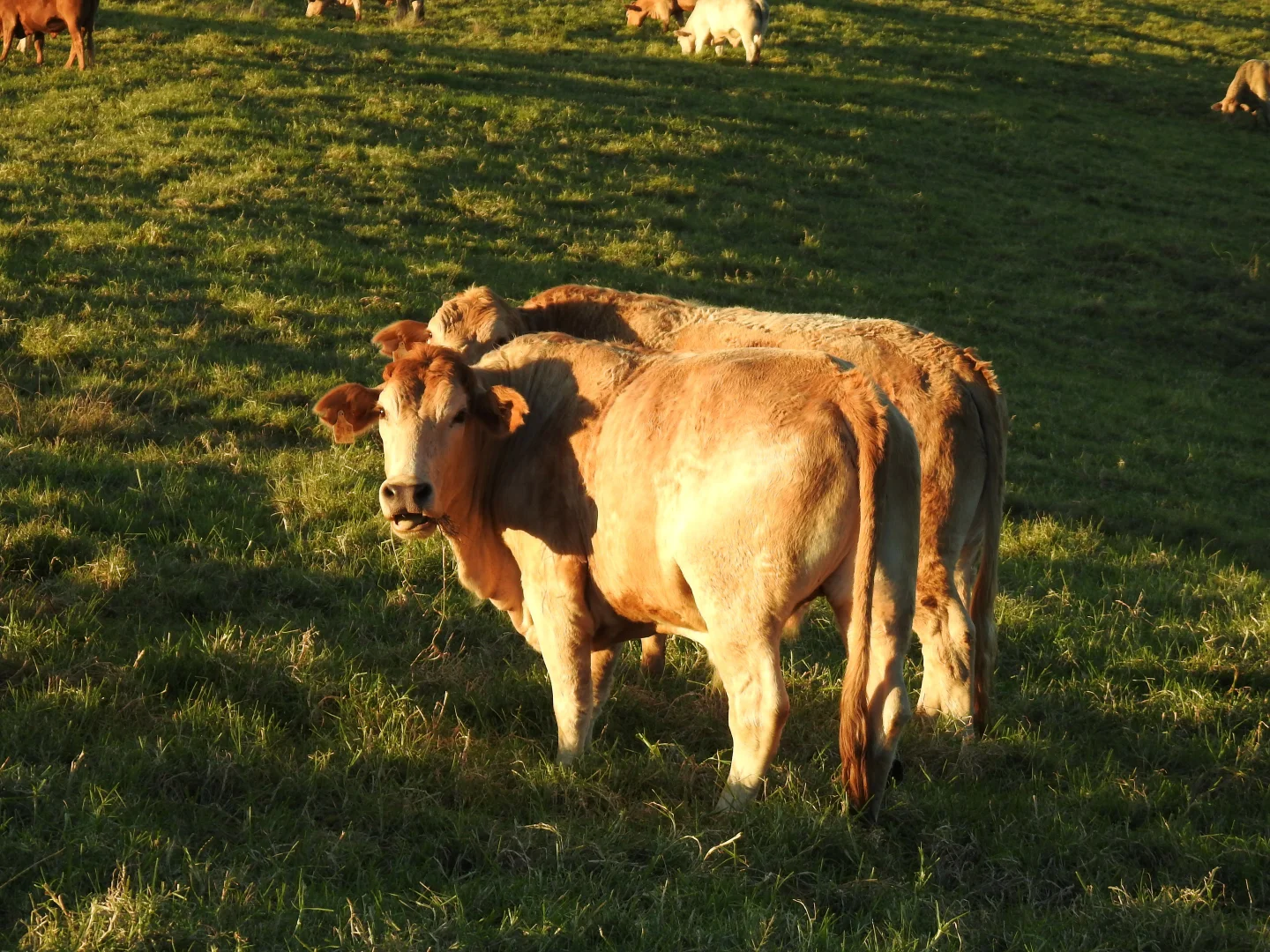 Additional image 11 of Mount Mee QLD 4521