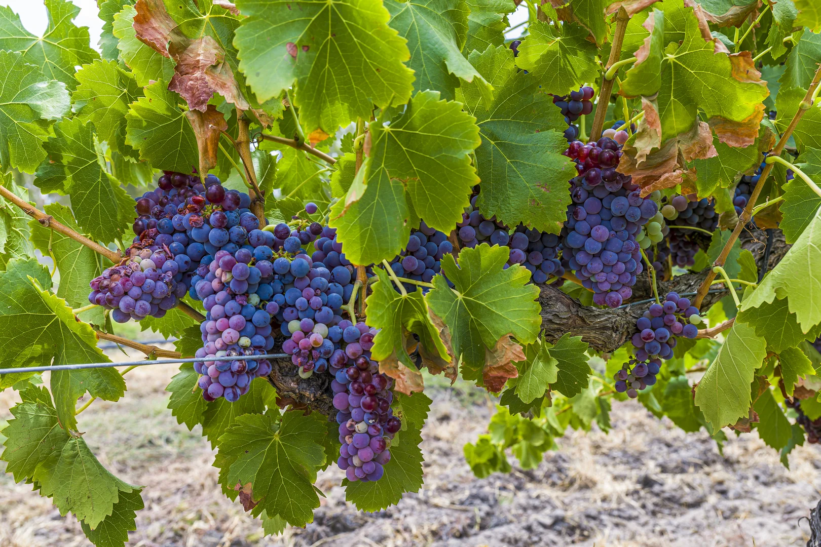 Additional image 43 of 301 Padbury Avenue, Millendon WA 6056