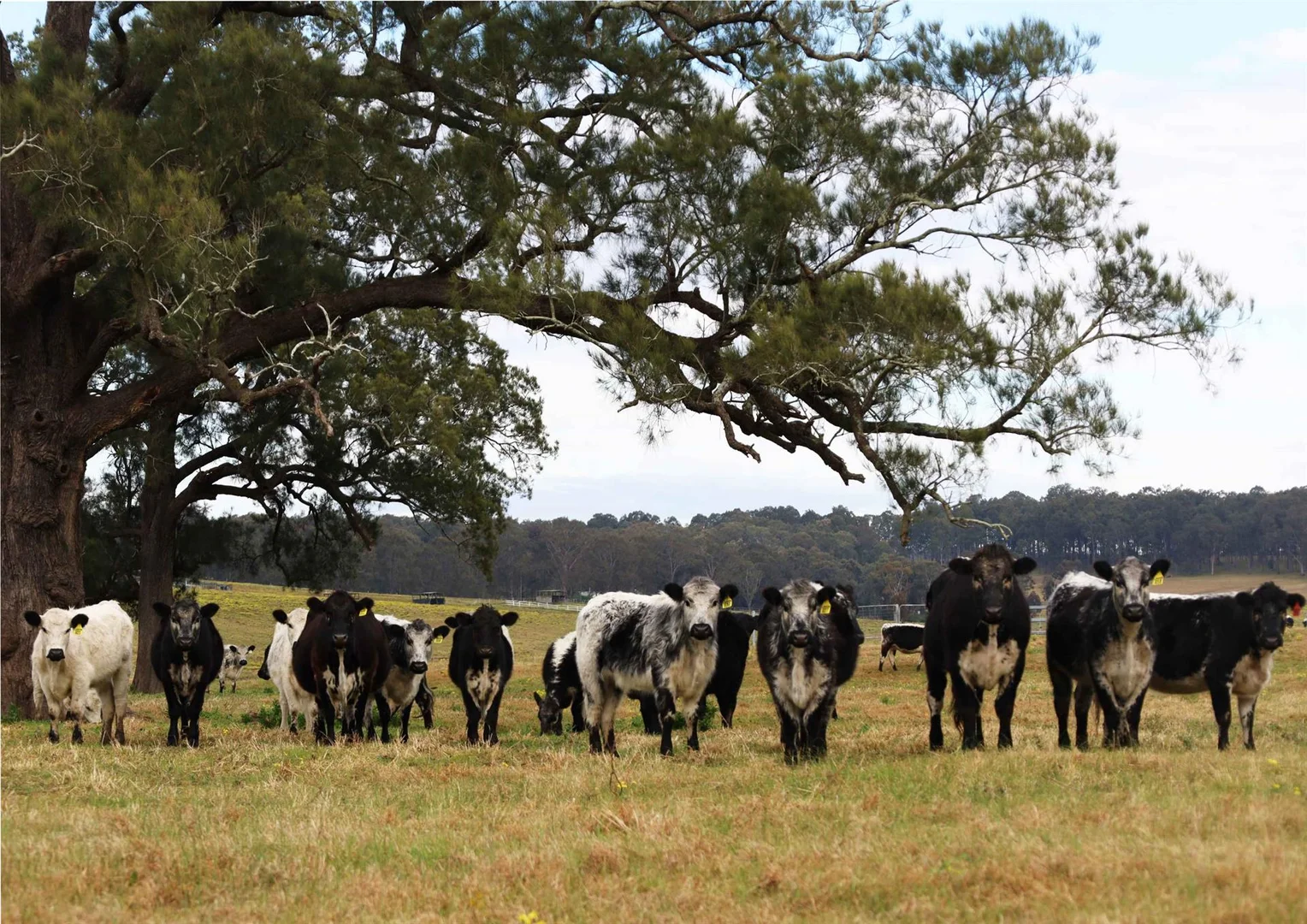 Additional image 19 of 642 Anambah Road, Gosforth NSW 2320