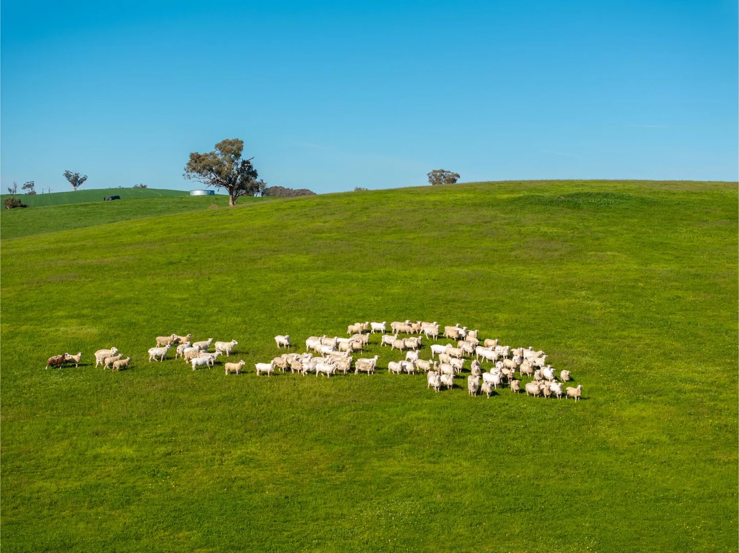 Additional image 11 of 272 Bulloc Hill Road, Mangoplah NSW 2652
