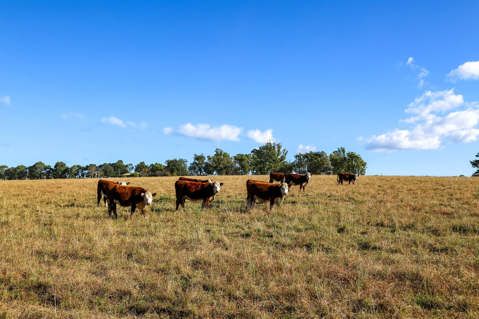 Additional image 13 of 710 Inverary Road, Paddys River NSW 2577