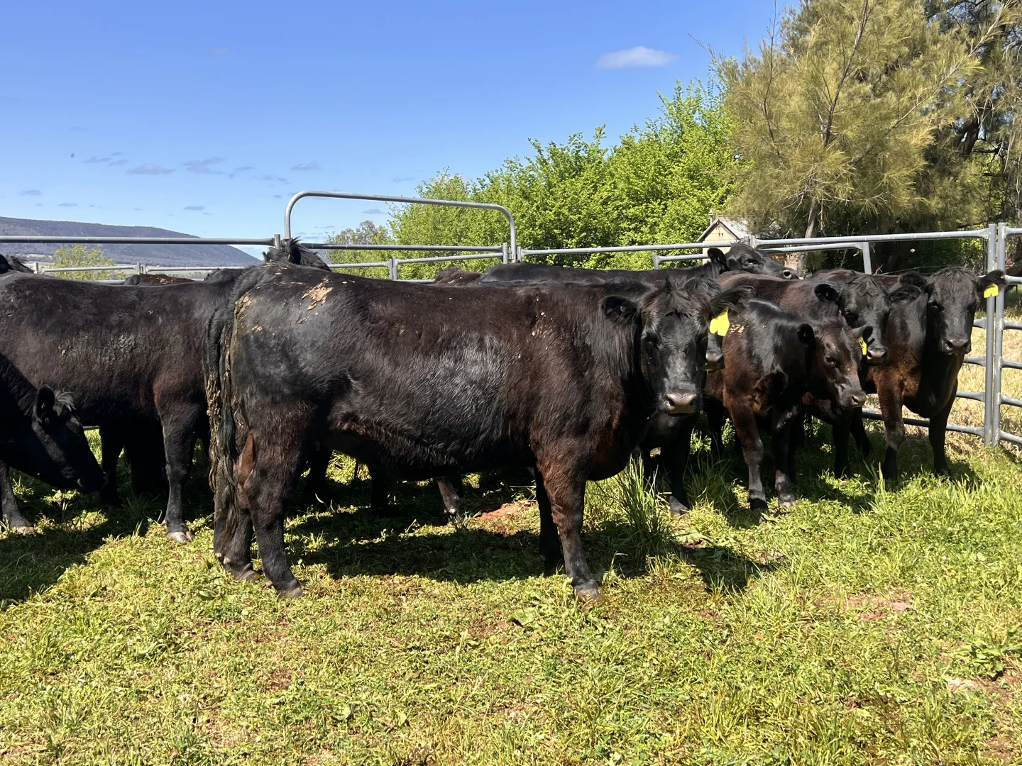 Additional image 17 of Young NSW 2594