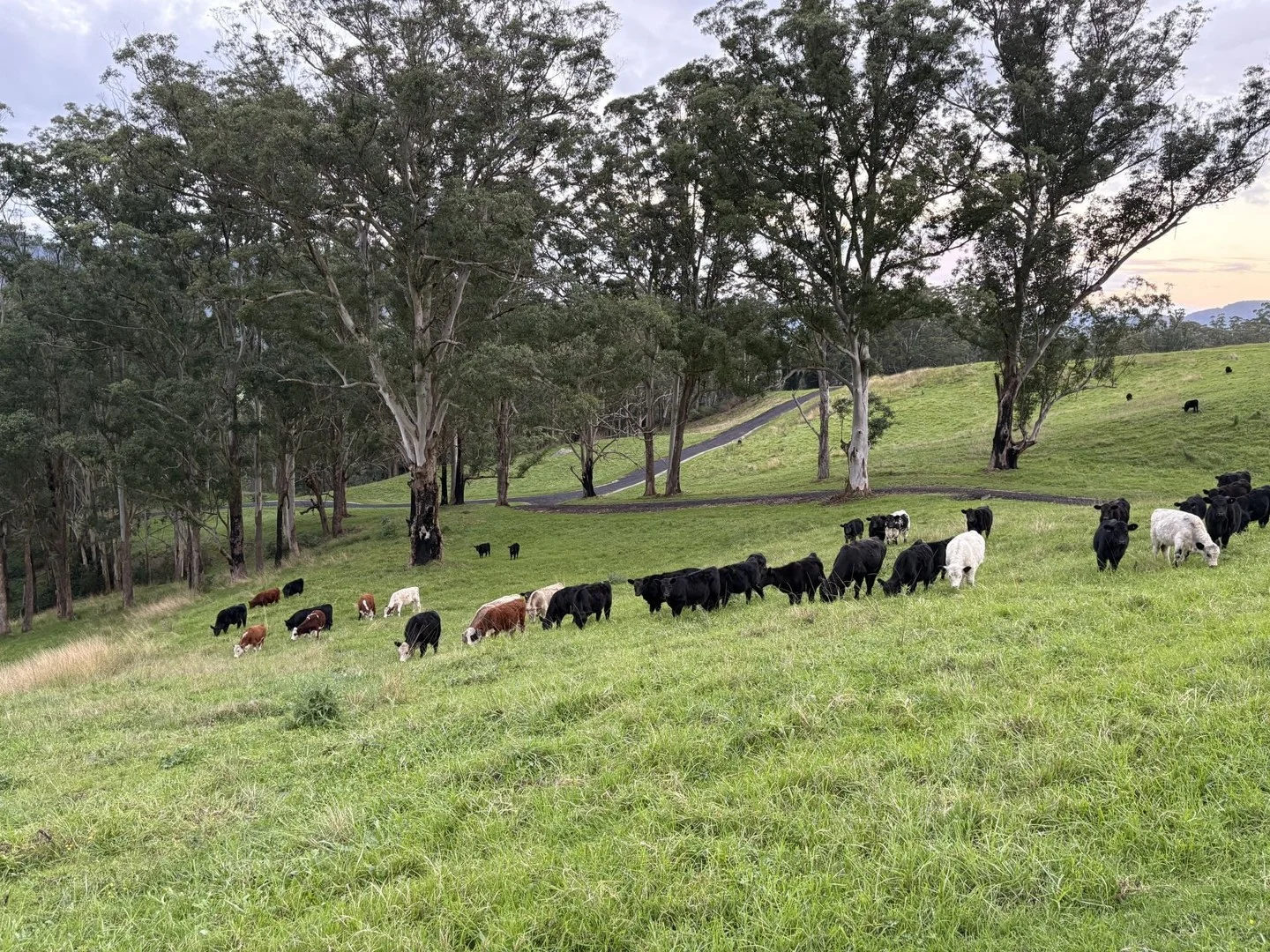 Additional image 2 of 2393 Moss Vale Road, Kangaroo Valley NSW 2577