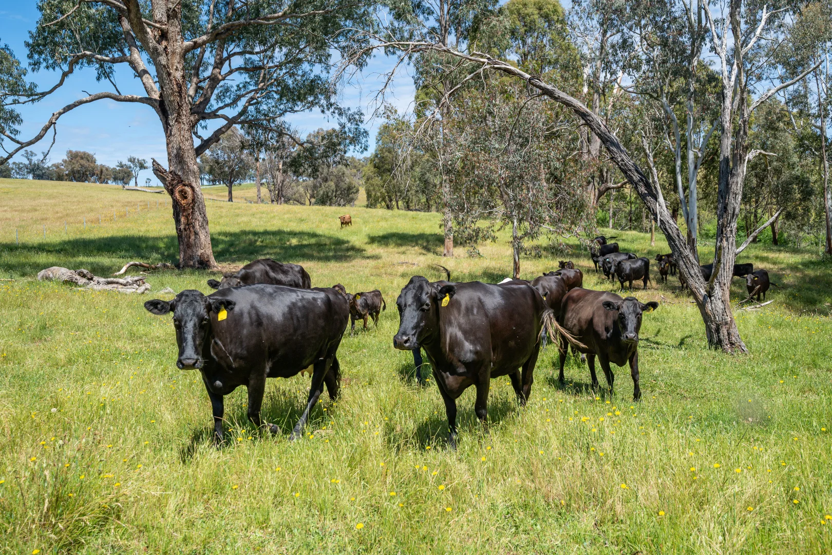 Additional image 34 of 417 Black Flats Road, Mudgegonga VIC 3737