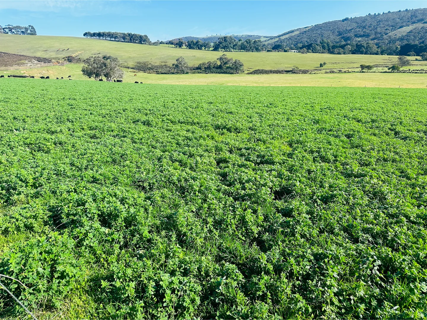 Additional image 26 of 700 Cleland Gully Road, Tooperang SA 5255