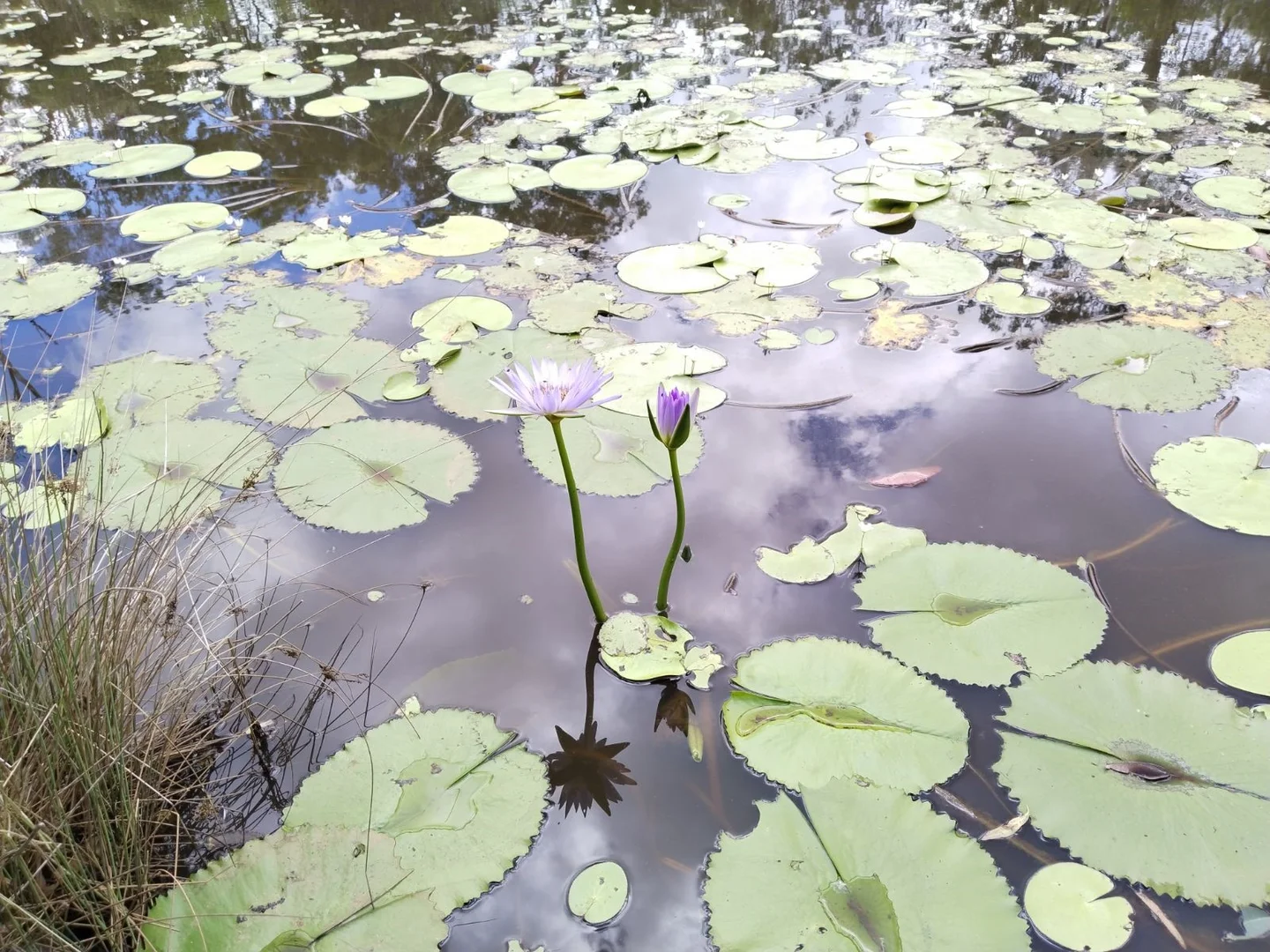 Additional image 16 of 89 Corfield drive, Booyal QLD 4671