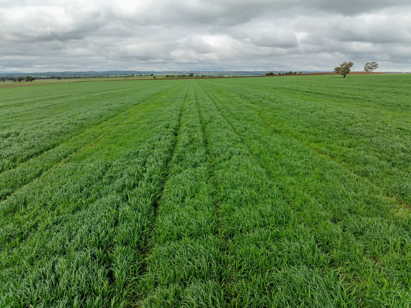 Additional image 20 of 79 Goldfields Way Old Junee Via, Wagga Wagga NSW 2650