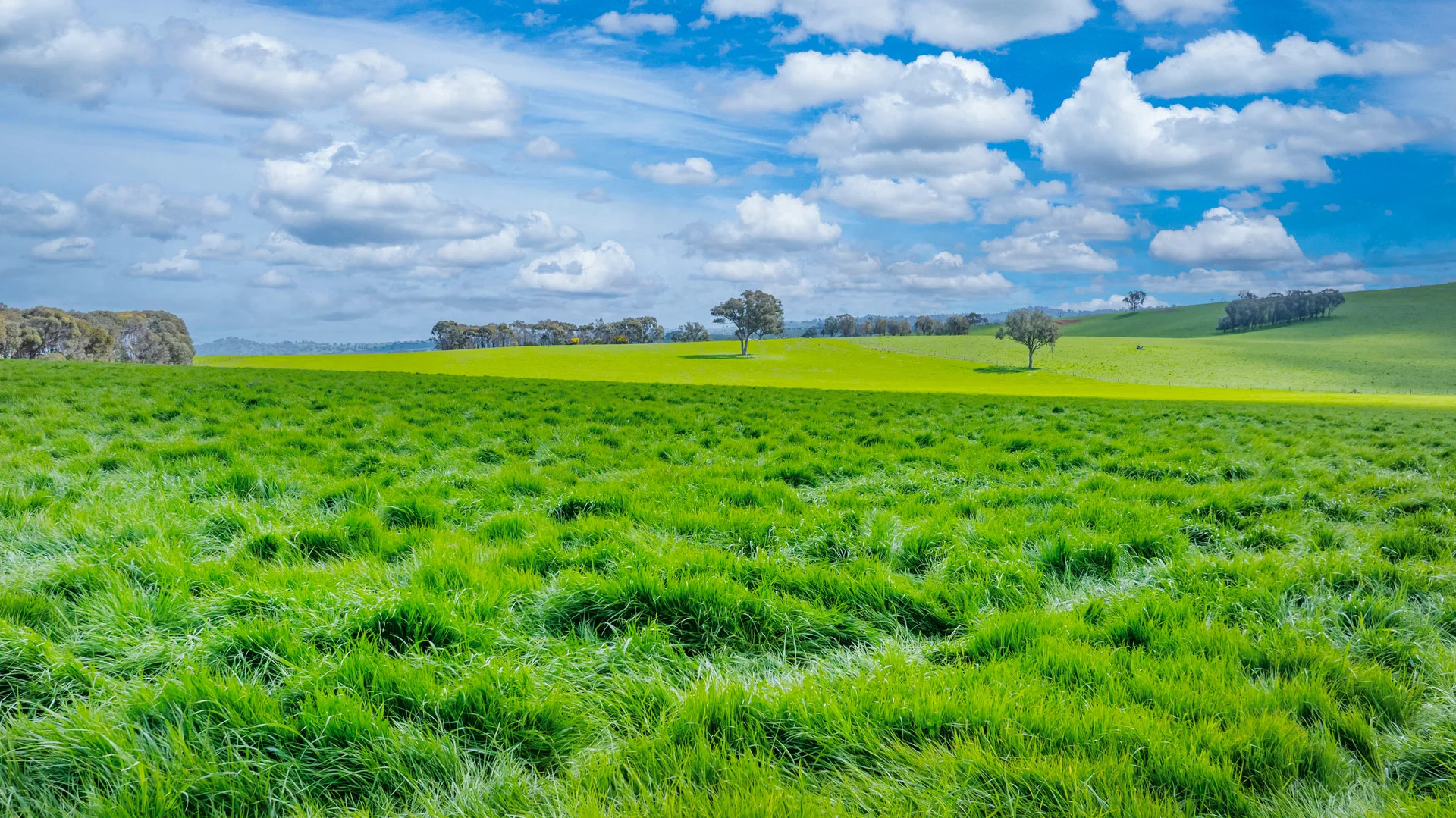 Additional image 4 of 1510 Culcairn Holbrook Road, Morven NSW 2660