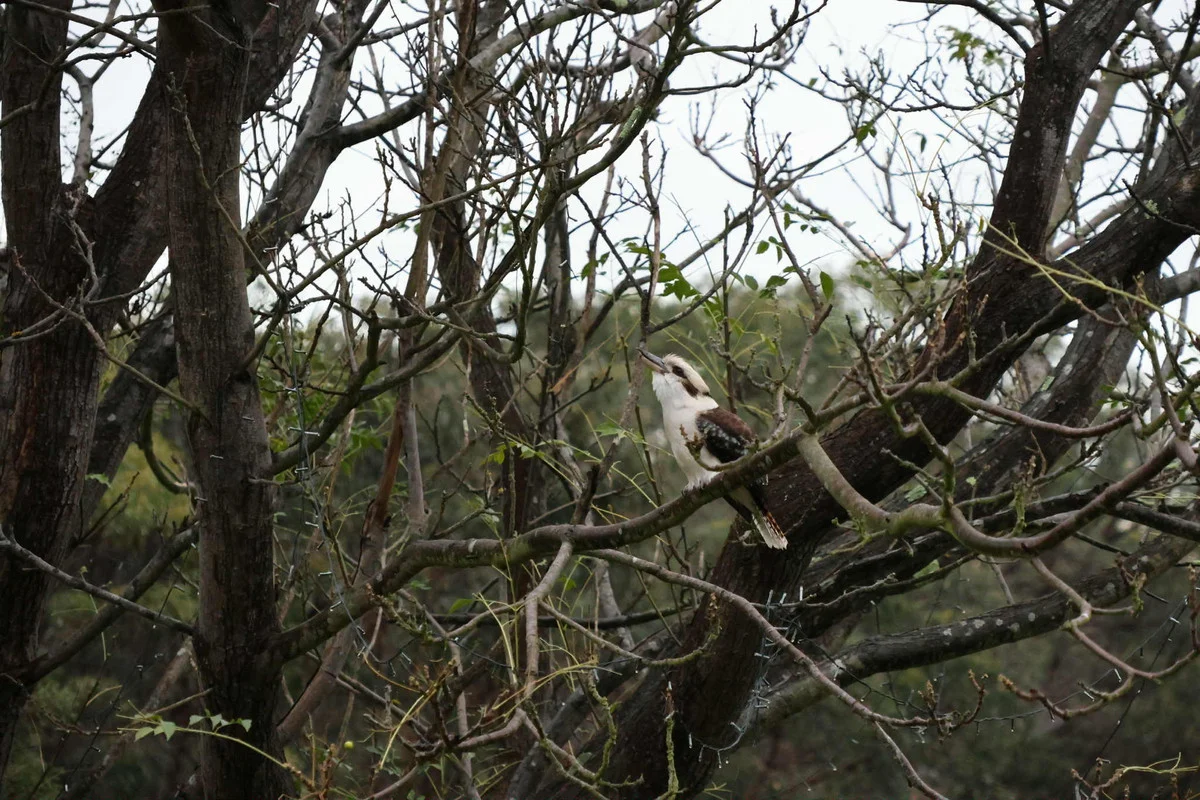 Additional image 29 of 90 Bones Road, Bells Beach VIC 3228