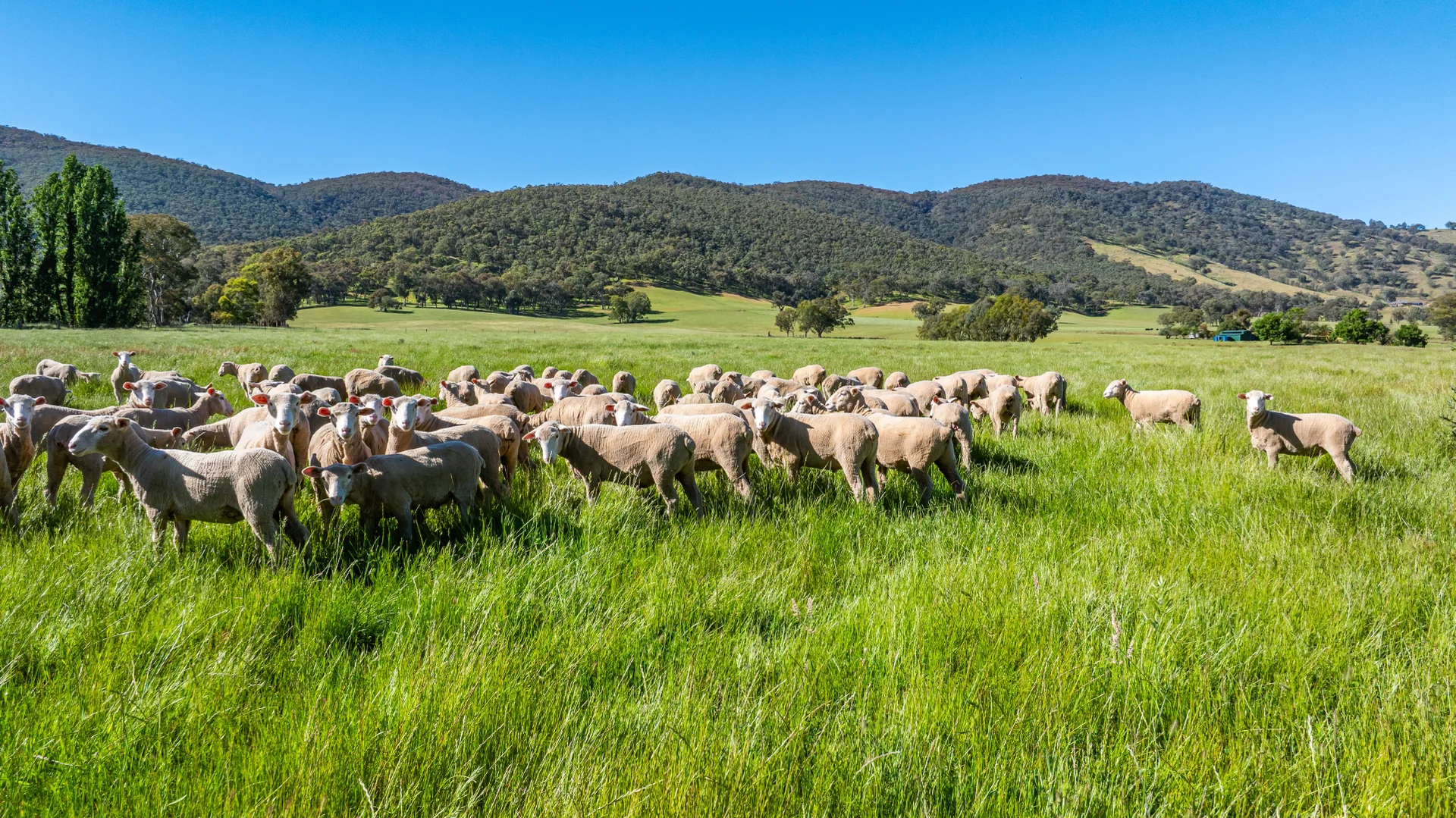 Additional image 15 of 60 Darmodys Road, Leneva VIC 3691