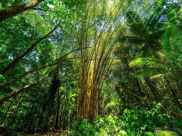 Additional image 33 of 176 Healy Road, Mirriwinni QLD 4871