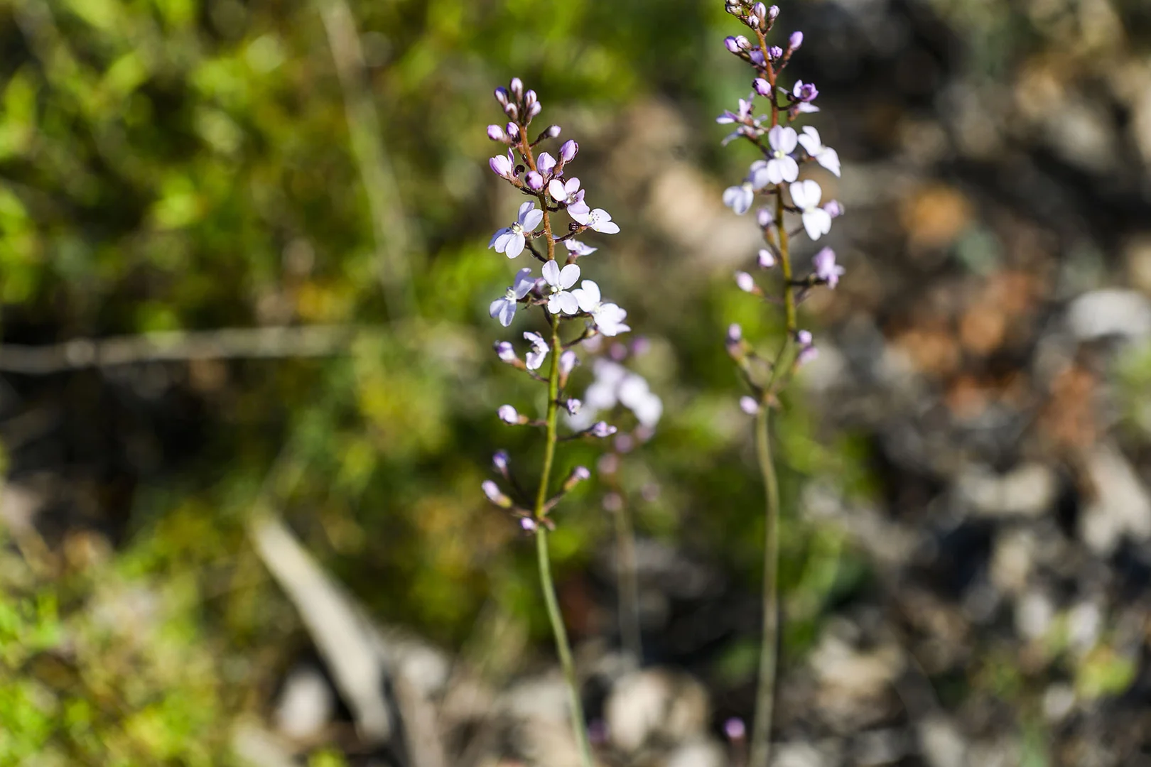 Additional image 39 of Guernsey Rise, Lower Chittering WA 6084