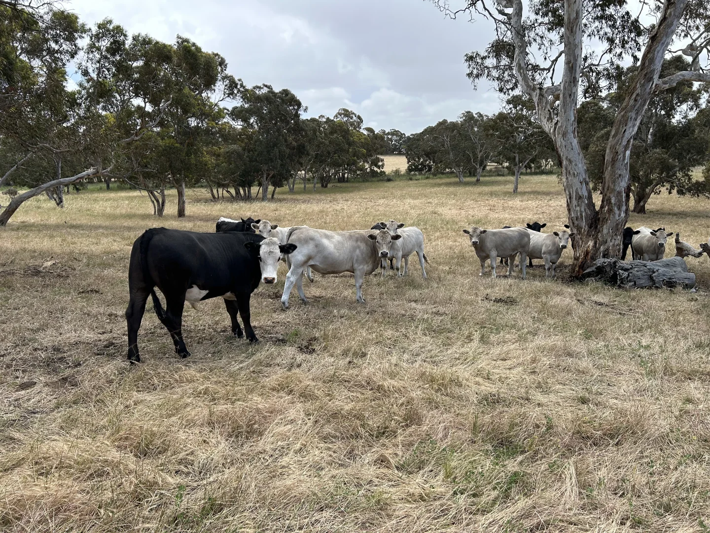 Additional image 8 of Lot 189 and 323 Roy Lawries Road, Lochaber SA 5271
