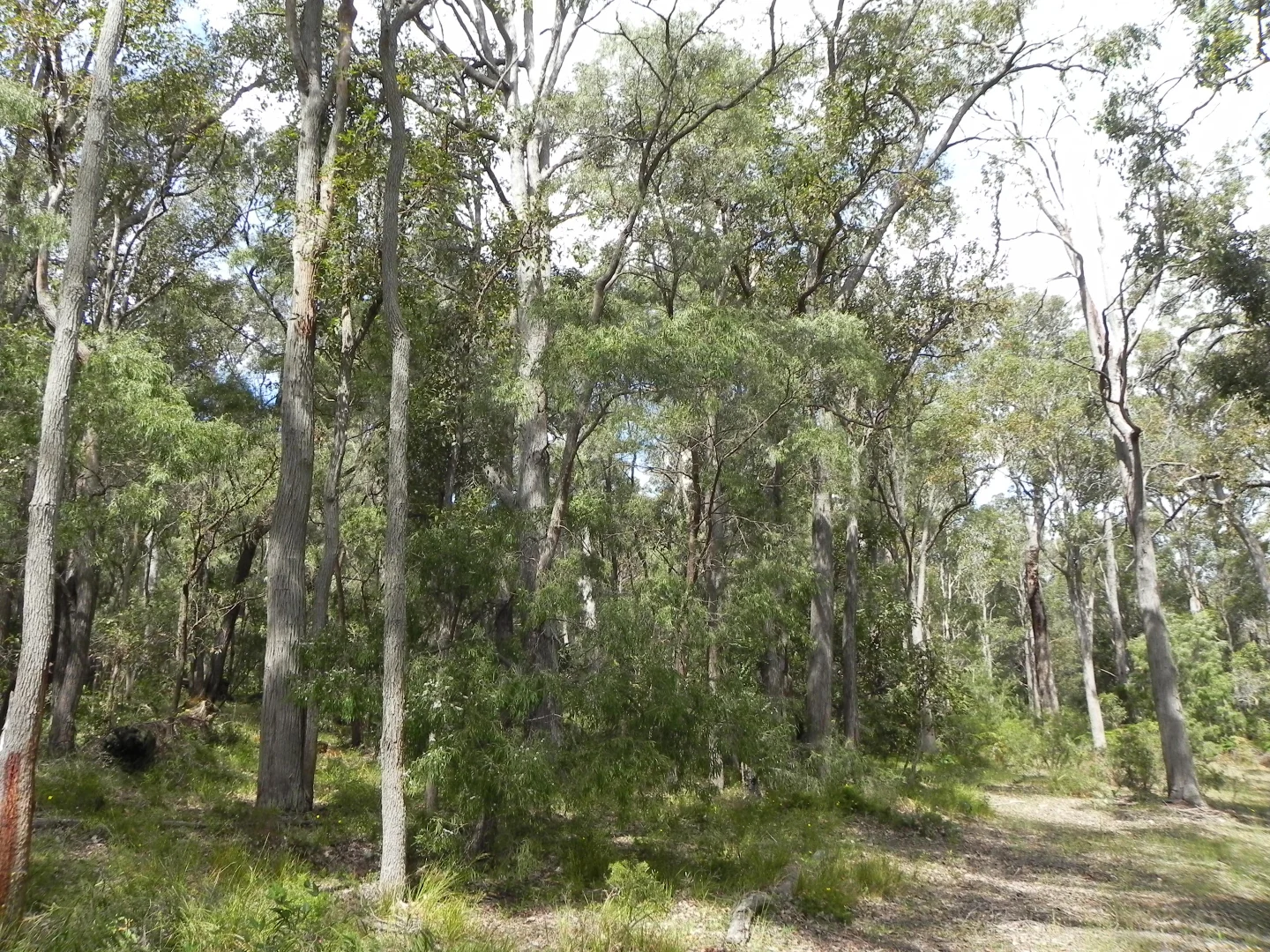 Additional image 31 of Lot PL 2/1120 Wildwood Road, Yallingup Siding WA 6282