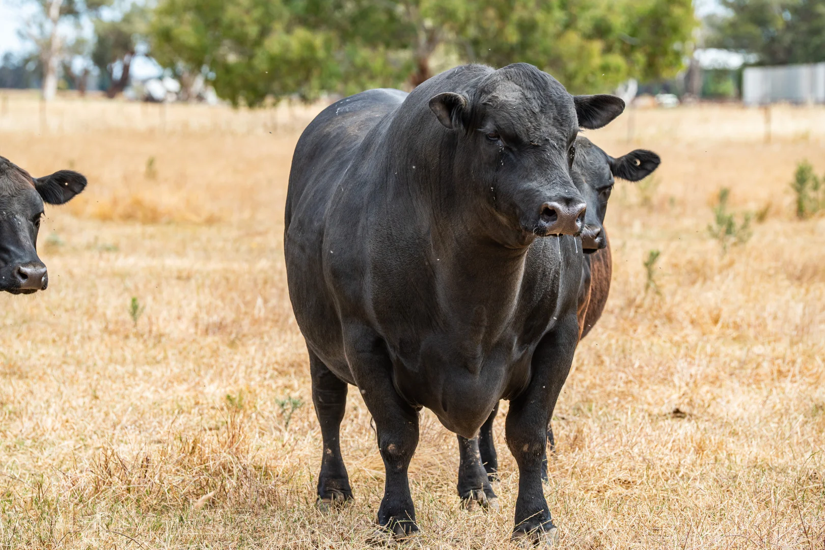 Additional image 12 of 366 Whitehead Street, Corowa NSW 2646