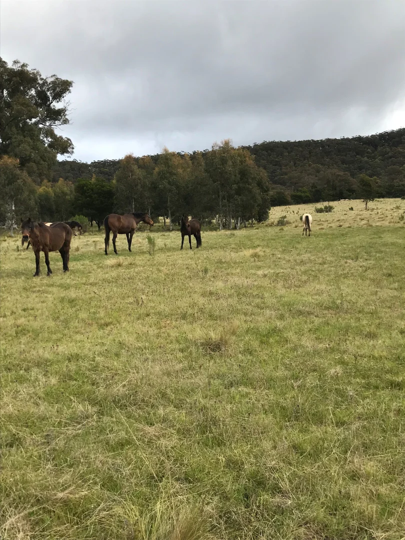 Additional image 10 of 242 Marble Hill Road, Kingsdale via, Goulburn NSW 2580