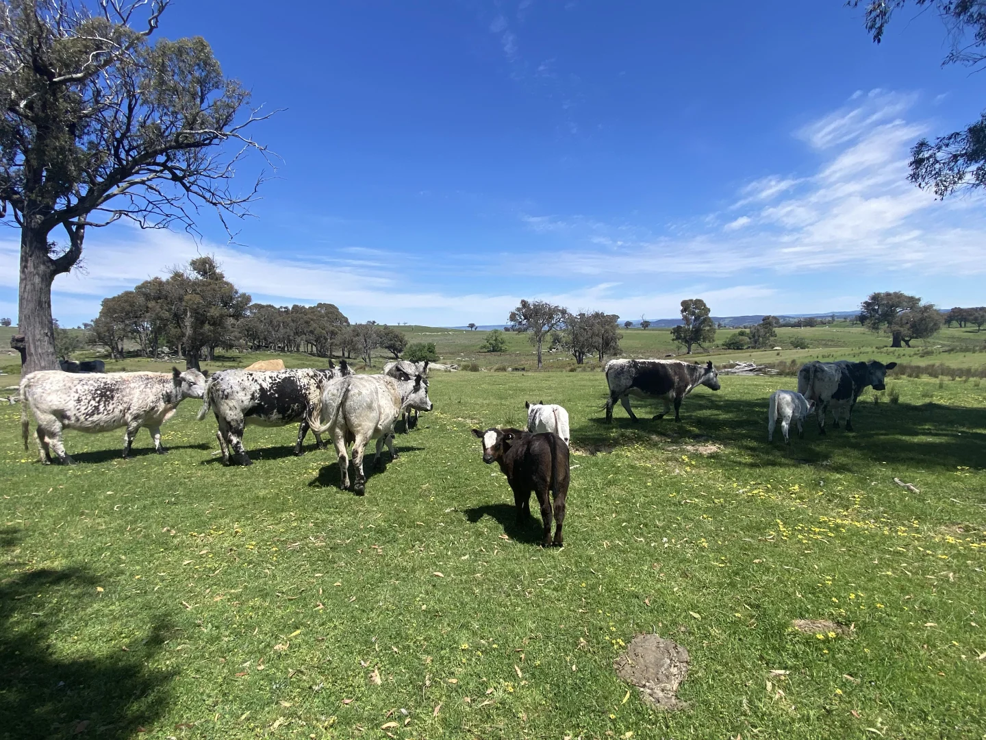 Additional image 24 of 1709 Bigga Road, Bigga NSW 2583