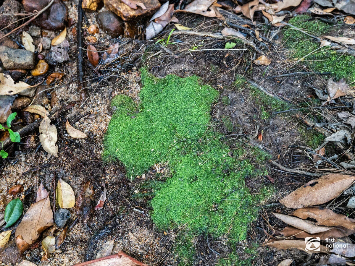 Additional image 26 of 563 Commissioners Creek Road, Commissioners Creek NSW 2484