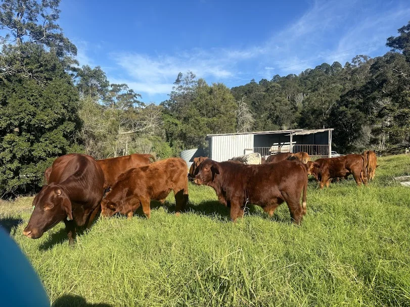 Additional image 18 of 155 Vidoni Road, Mount Delaney QLD 4514