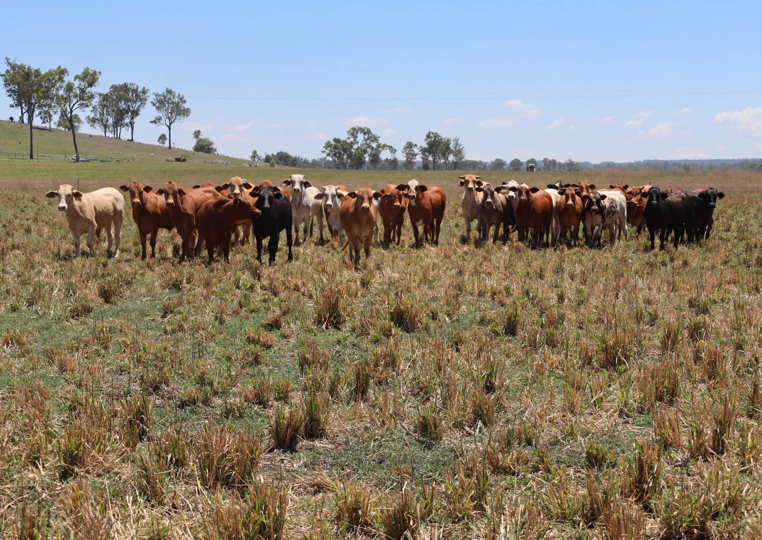 Additional image 5 of 250 Heights Road, Nanango QLD 4615