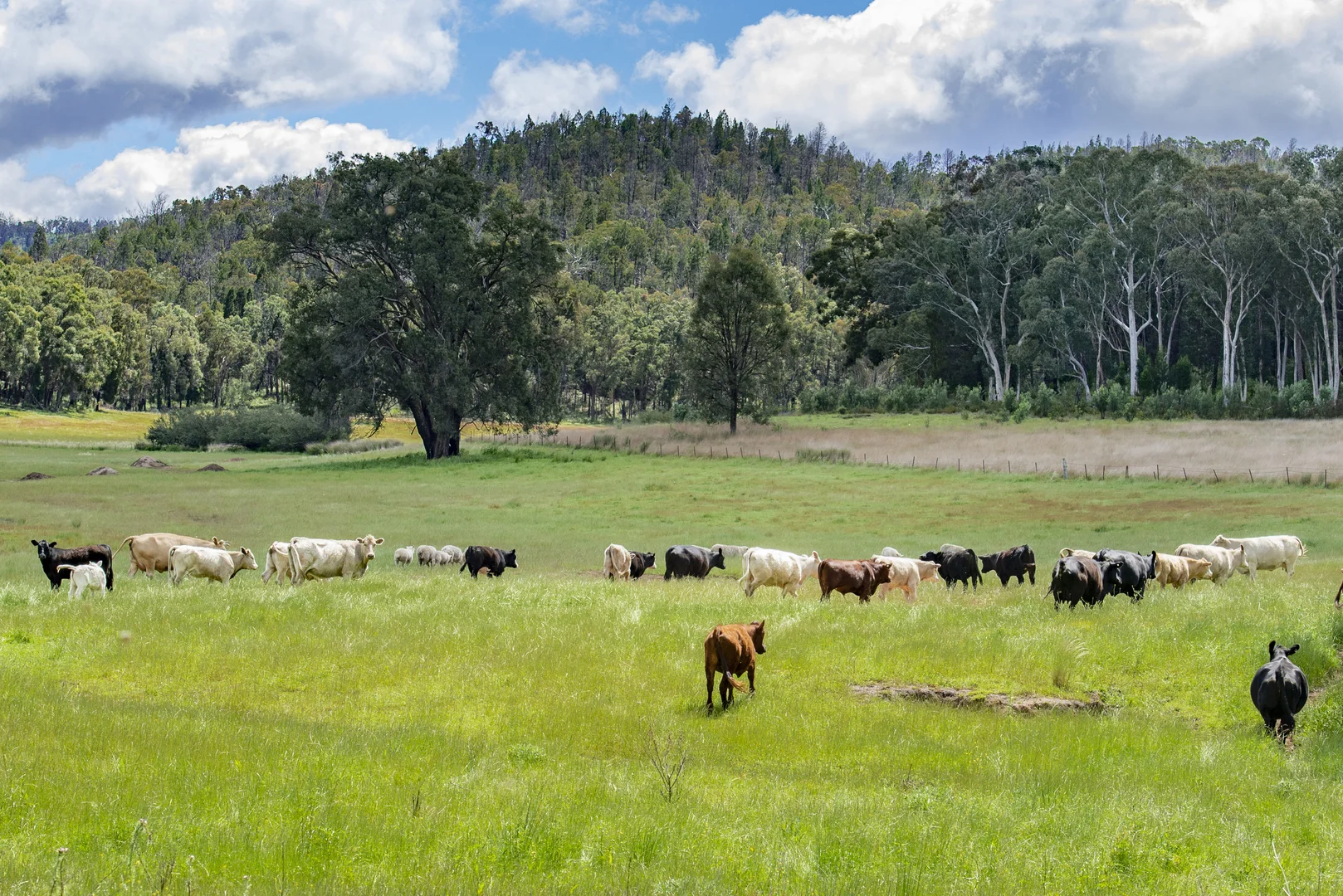 Additional image 4 of 1124 WARKTON ROAD, Coonabarabran NSW 2357