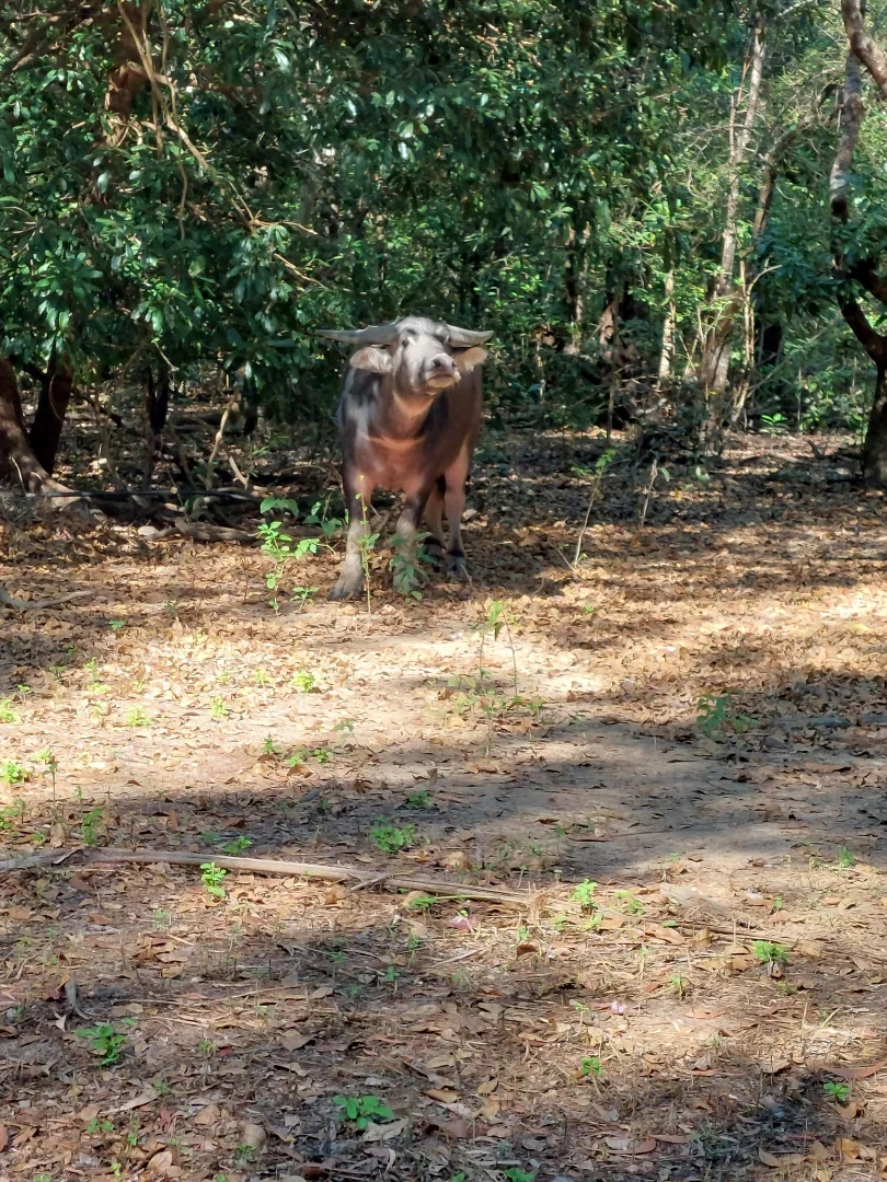 Additional image 12 of Bynoe NT 0822